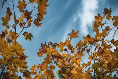 yellow leaves of the tree